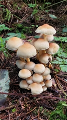Hypholoma fasciculare