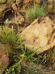 Pseudopegolettia tenella