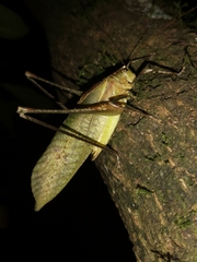 Mecopoda crescendo