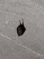 Rhinolophus hipposideros
