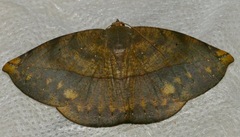 Oxydia agliata
