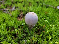 Cortinarius traganus