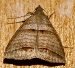 Perasia helvina