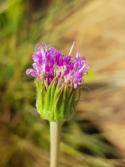 Pseudopegolettia tenella