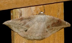 Oxydia peosinata