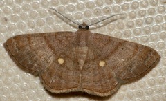 Parilexia cermala