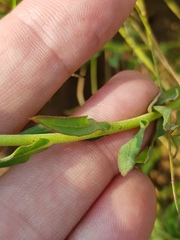 Pseudopegolettia tenella