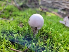 Cortinarius traganus