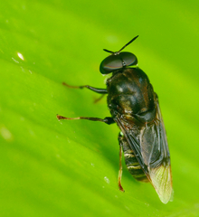 Stratiomys constricta