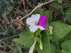 Mirabilis jalapa