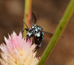 Thyreus nitidulus