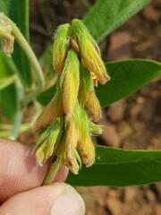 Eriosema burkei