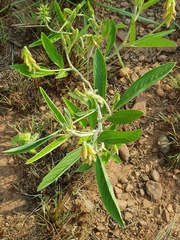 Eriosema burkei