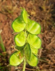 Eriosema burkei