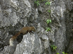 Callosciurus erythraeus