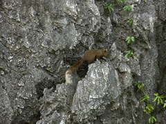 Callosciurus erythraeus