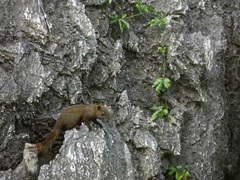 Callosciurus erythraeus