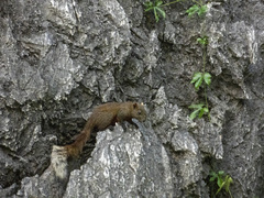 Callosciurus erythraeus