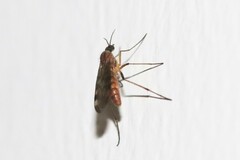 Sylvicola fenestralis