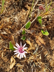 Gerbera viridifolia