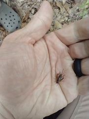 Allonemobius maculatus