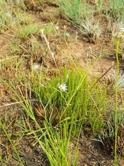 Lactuca inermis