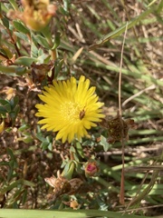 Lampranthus glaucus