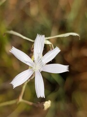 Lactuca inermis