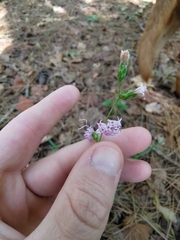 Liatris