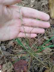 Liatris