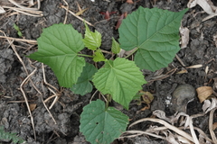 Ampelopsis cordata
