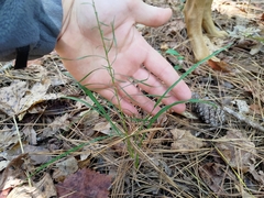 Liatris