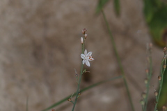 Asphodelus