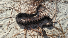 Sistrurus miliarius barbouri