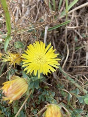 Lampranthus glaucus