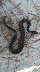 Sistrurus miliarius barbouri