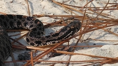 Sistrurus miliarius barbouri