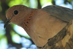 Streptopelia senegalensis senegalensis