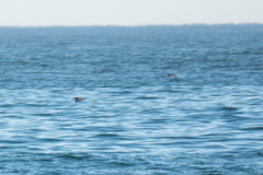 Puffinus mauretanicus