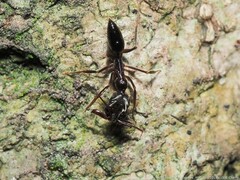 Odontomachus haematodus