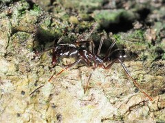 Odontomachus haematodus