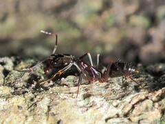 Odontomachus haematodus