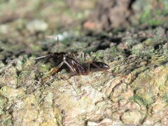 Odontomachus haematodus