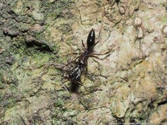 Odontomachus haematodus