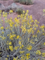 Gutierrezia microcephala