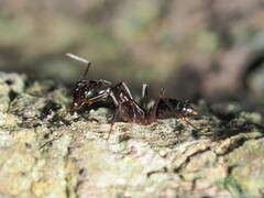 Odontomachus haematodus