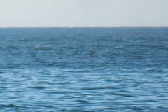 Puffinus mauretanicus