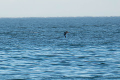 Puffinus mauretanicus