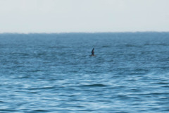 Puffinus mauretanicus