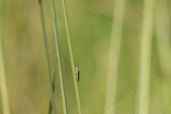 Homalodisca elongata